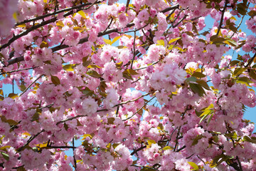 sakura, pink cherry blossom in spring