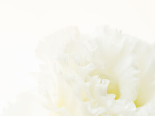 ユーストマの白い花のマクロ撮影52