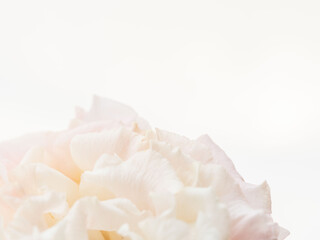 ユーストマのピンクの花のマクロ撮影07