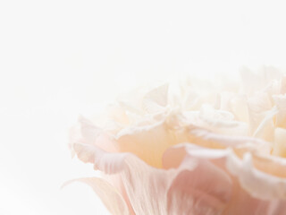 Fototapeta premium ユーストマのピンクの花のマクロ撮影17