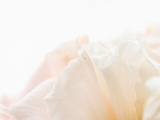 ユーストマのピンクの花のマクロ撮影22