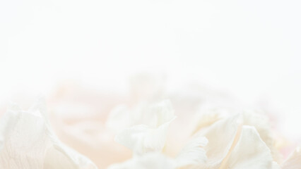 ユーストマのピンクの花のマクロ撮影25
