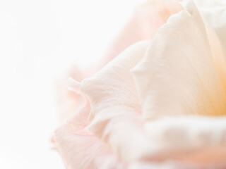 ユーストマのピンクの花のマクロ撮影26