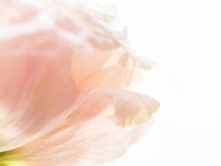 ユーストマのピンクの花のマクロ撮影29