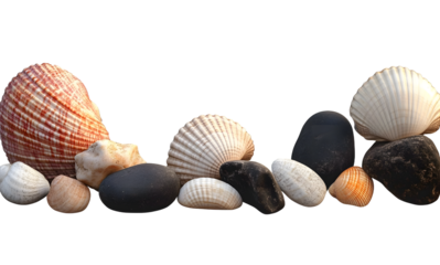 Coquillages et galets noirs sur un fond transparent pour arrière plan.
