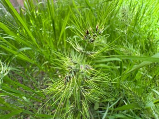 Fresh flowering Poa bulbosa in field. Close-up. Bulbous meadow-grass. Blue grass on meadow. Wild plant in the spring lawn. Common names bulbous bluegrass or bulbous meadow-grass.
