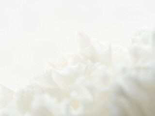 ユーストマの白い花のマクロ撮影64