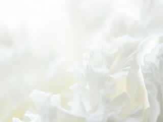 ユーストマの白い花のマクロ撮影76