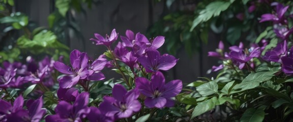 Obraz premium Close-up vibrant purple petals, lush green leaves, blossom, image