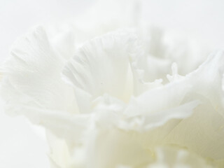 Obraz premium ユーストマの白い花のマクロ撮影104