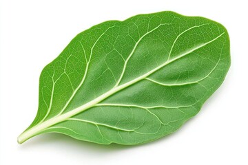 Obraz premium Single vibrant green leaf isolated on white background
