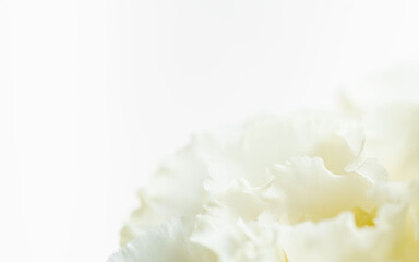 ユーストマの白い花のマクロ撮影112