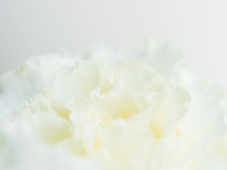 ユーストマの白い花のマクロ撮影125