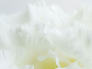 Obraz premium ユーストマの白い花のマクロ撮影128