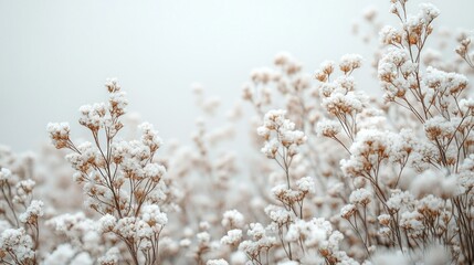 Obraz premium Winter Wonderland: Snow-Covered Plants in a Serene Landscape