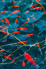 Goldfish