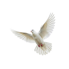Fototapeta premium White Dove in Flight: A pure white dove takes flight, its wings spread wide, symbolizing peace, hope, and new beginnings. The dove is against a white background.