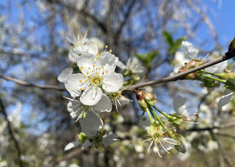 Fototapeta premium White large petals open cherry blossoms with each warm ray of sunlight. The flowering phase of pollination to create cherry berries in the orchard