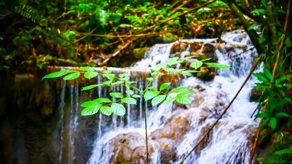 waterfall in the forest