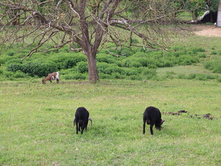 Paysage rupestre avec animaux qui paissent dans un prés
