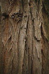 Obraz premium Textured Tree Bark Close-Up