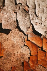 Textured tree bark with peeling layers.