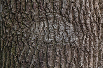 oak bark texture as background