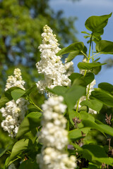 park with blooming white lilac flowers in the spring season closeup