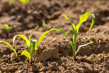 plants of sweet corn in the field on a sunny day, the new shoots of young corn in the field are illuminated by sunlight from behind