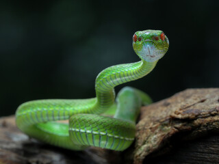 Close-up A vibrant green pit viper, likely a Trimeresurus popeiorum, coils gracefully on a branch. Its red eyes stand out against its emerald scales, 25 april 2025 Indonesia	