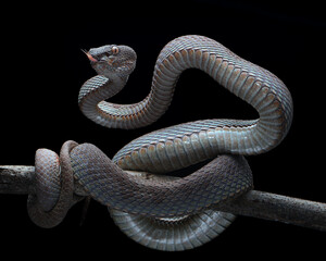close-up Venomous Mangrove Viper (Trimeresurus purpureomaculatus) with variable colors (olive, gray, purplish-brown). Triangular head, arboreal in mangroves, 25 april 2025 Indonesia