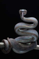 close-up Venomous Mangrove Viper (Trimeresurus purpureomaculatus) with variable colors (olive,...