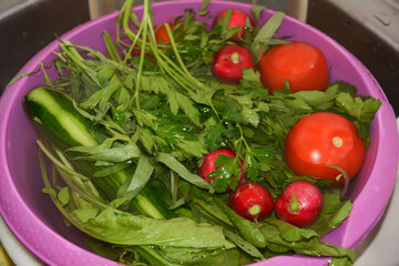 Vegetables and greens on a plate. Fresh vegetables for salad. Red tomatoes, green cucumbers, radishes and greens
