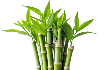 Obraz premium Lush green bamboo stalks with vibrant leaves against a stark black background showcasing vibrant natural on transparent background