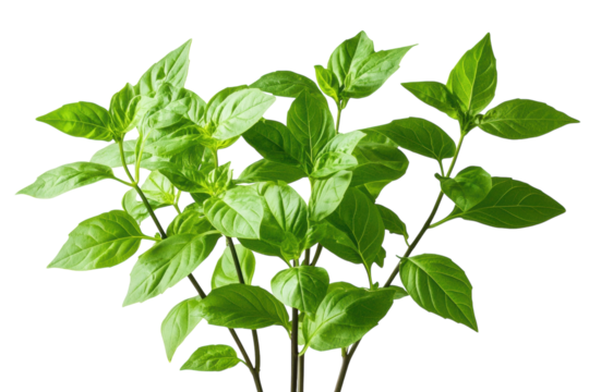 Lush green basil plant leaves vibrant sprig isolated on black background perfect for culinary or design on transparent background