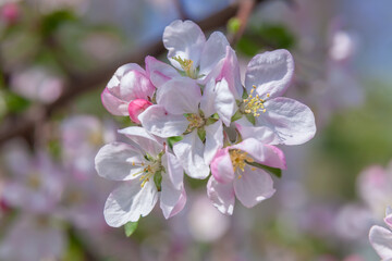 Beautiful pink flower with a green stem is in the center of the stem. The flower is surrounded by other flowers, but it stands out as the main focus of the image. The petals of the flower are soft