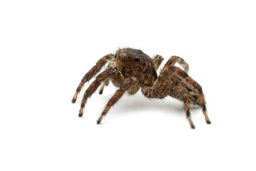 Jimping spider Platycryptus Undatus closeup on white background, Jumping spider isolated on white background
