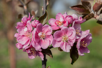 (Japanese apricot), Chinese plum, Pink Plum blossom