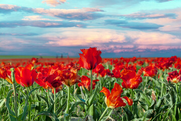 Field of red flowers with a blue sky in the background