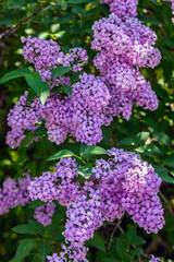 Bunch of purple flowers with green leaves