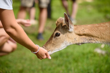 Close-up of Human Hands with Food feeding a Deer