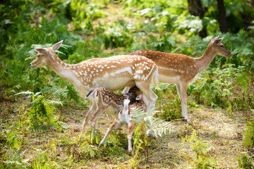 A young mother deer feeds her little fawns.