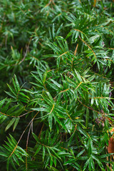 green plant background