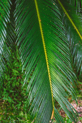 Obraz premium green leaf background