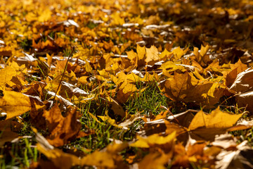 the foliage of trees on the ground after leaf fall , sunny weather in Indian summer, side view