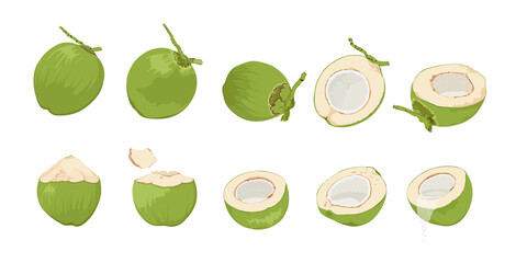 Big set with green coconut. Green coconut whole and slice hand drawn from different sides. Cocktail green coconut.