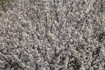 flowering honeysuckle bush in nature in spring