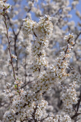 Close up of branches of flowering blackthorn with many white flowers in spring