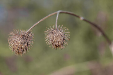 A close-up of greater burdock, Arctium lappa