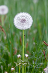 Bunch of dandelions are in a field. They are white and have yellow centers. The dandelions are scattered throughout the field